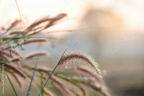 grass in the wind