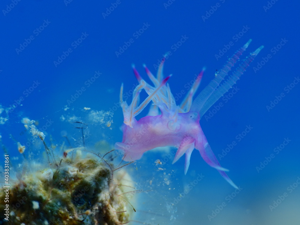 nudybranch flabellina underwater nudibranch close up mediterranean ocean scenery