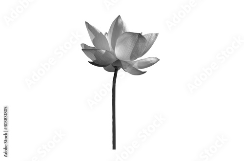 Lotus flower black and white isolated on white background