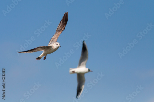 Stormmeeuw  Common Gull  Larus canus canus