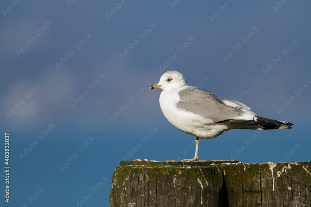 Stormmeeuw, Mew Gull, Larus Canus Stormmeeuw, Mew Gull, Larus Canus