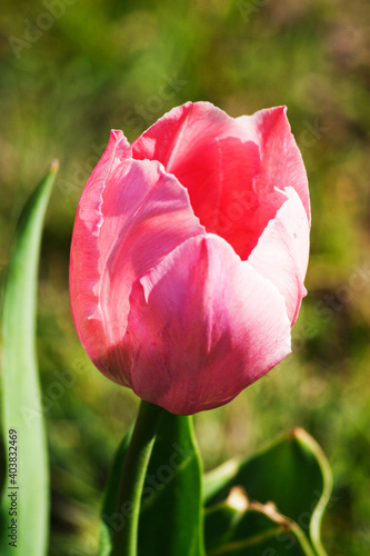 Dutch tulip. Candid.