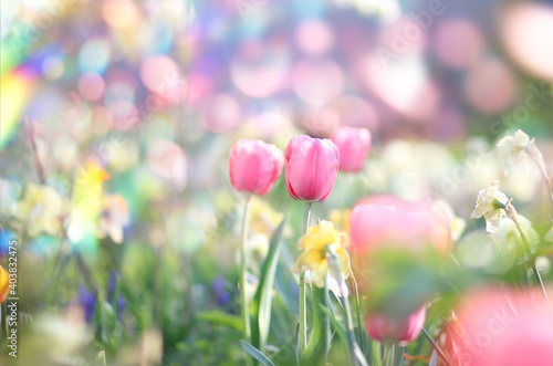 Tulips, blooming spring garden. Spring flowers. © anna_andre