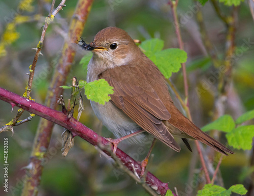 Nachtegaal, Common Nightingale, Luscinia megarhynchos photo