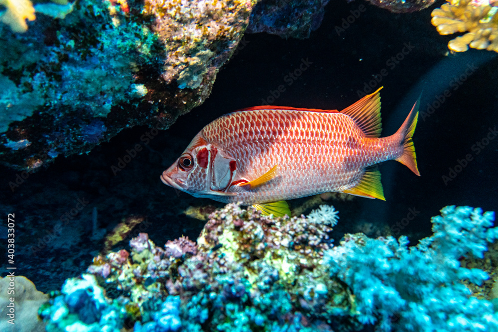 bright beautiful fish of the Red Sea in a natural environment on a coral reef bright beautiful fish of the Red Sea in a natural environment on a coral reef