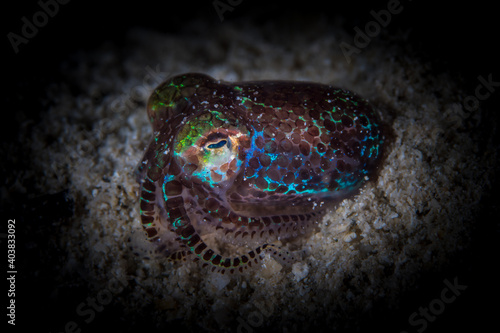 Bobtail squid burring itself in the sand with its tentacles