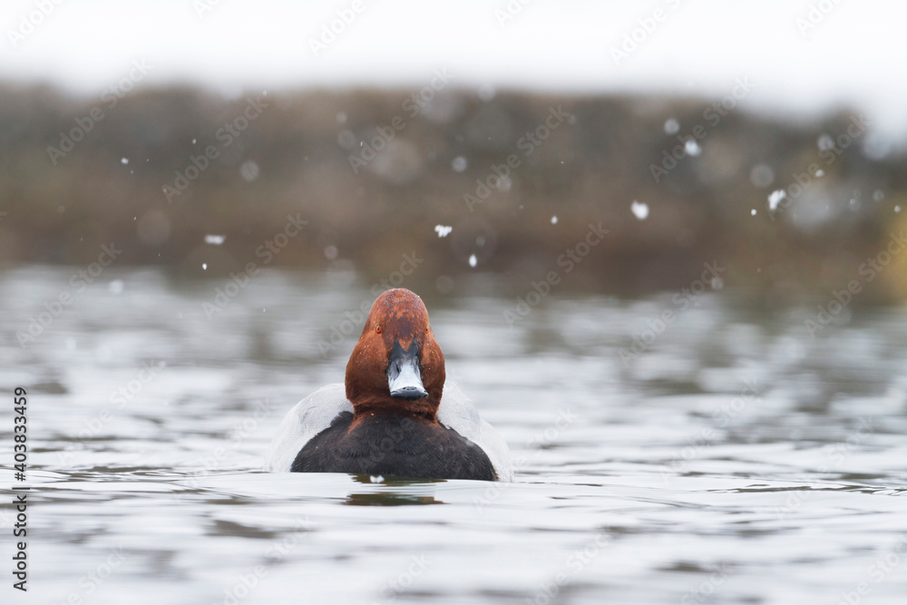 Tafeleend, Common Pochard, Aythya ferina