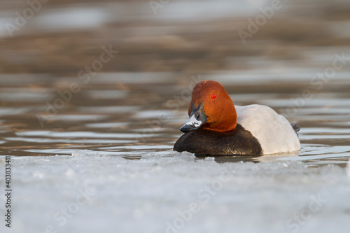 Tafeleend, Common Pochard, Aythya ferina