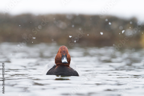 Obraz na płótnie Tafeleend, Common Pochard, Aythya ferina w salonie