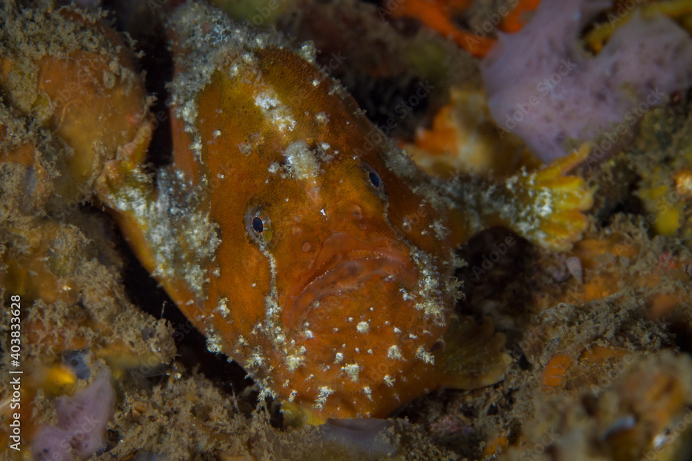 Freckled frogfish camouflaging in with its surroundings (Antennatus coccineus)