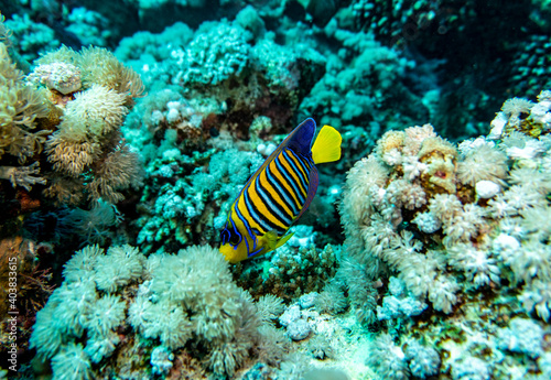 Fototapeta Naklejka Na Ścianę i Meble -  bright beautiful fish of the Red Sea in a natural environment on a coral reef