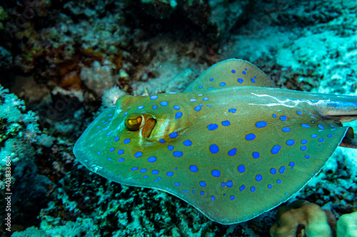 spotted stingray swims between coral reefs in the Red Sea