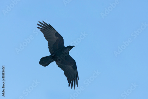 Common Raven, Raaf, Corvus corax ssp. corax © AGAMI