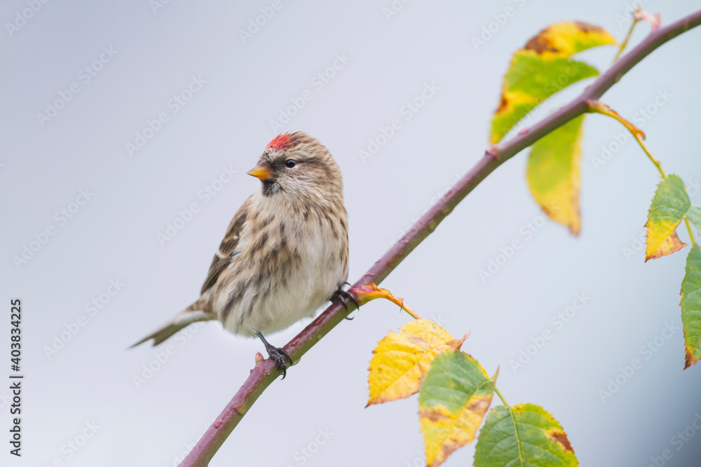 Grote Barmsijs, Mealy Redpoll, Carduelis flammea flammea Grote Barmsijs, Mealy Redpoll, Carduelis flammea flammea
