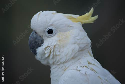cacatuidae