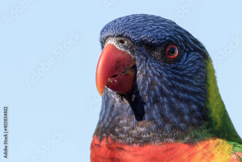 Loro Arcoiris