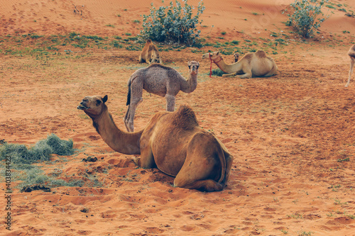 Camels in the Desert, Ras al-Khaimah, United Arab Emirates, Asia photo