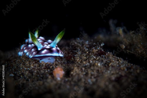 Colorful nudibranch seaslug on coral reef photo