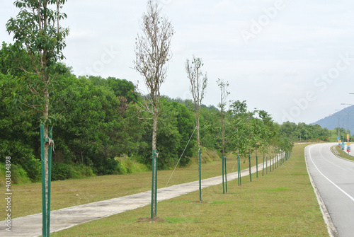 SEREMBAN, MALAYSIA -MARCH 5, 2020: Landscape work. New trees are planted and supported with support tools such as wood to prevent it from falling. This tool will be removed later. 