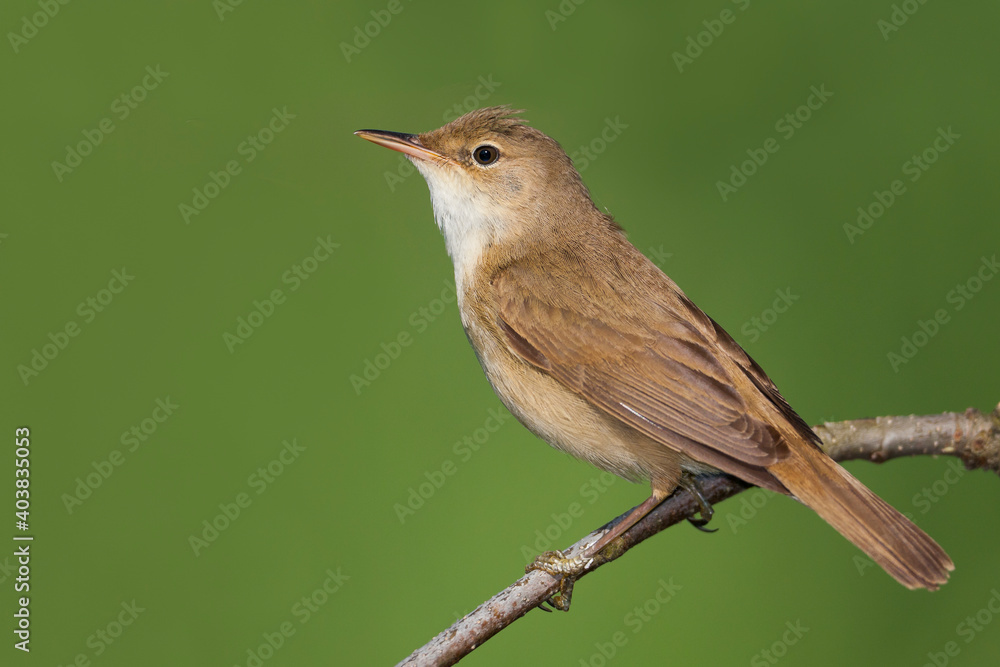 Kleine Karekiet, Eurasian Reed Warber, Acrocephalus scirpaceus Kleine Karekiet, Eurasian Reed Warber, Acrocephalus scirpaceus