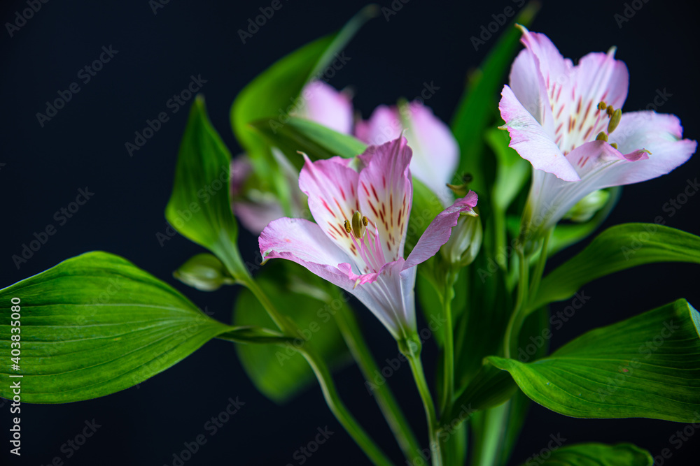 Fragile pink Alstroemeria (Peruvian lily)