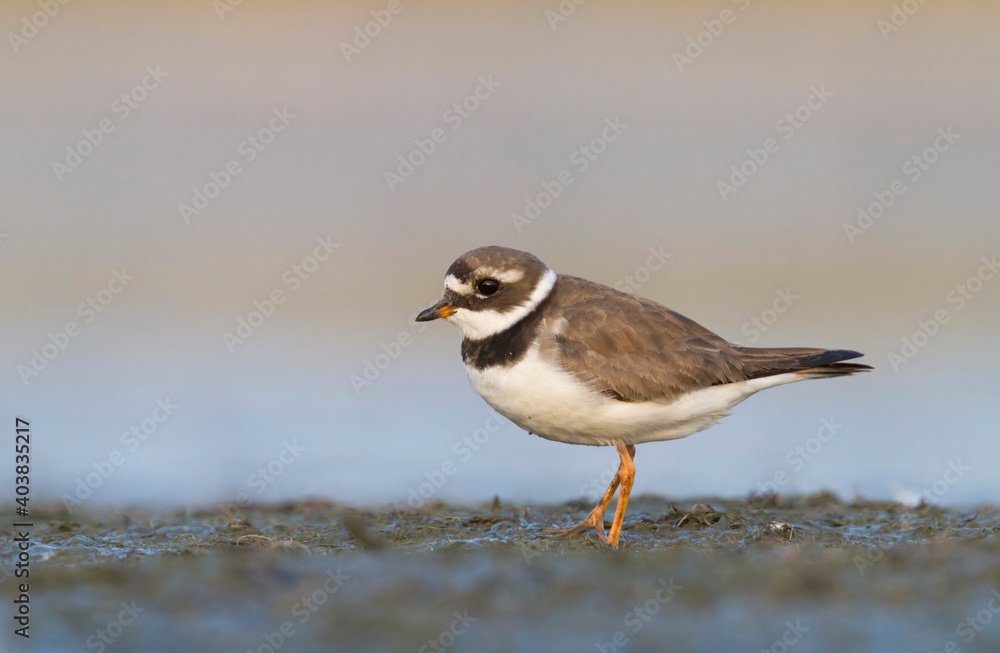 Bontbekplevier, Common Ringed Plover, Charadrius hiaticula Bontbekplevier, Common Ringed Plover, Charadrius hiaticula