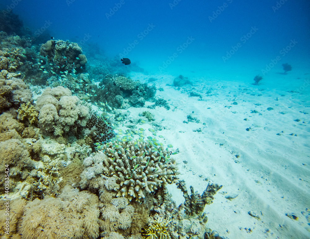 Fototapeta premium bright beautiful fish of the Red Sea in a natural environment on a coral reef
