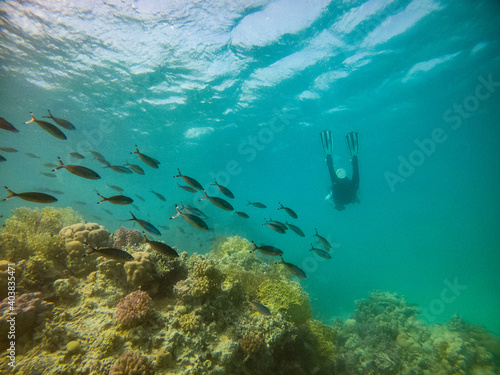 diver takes pictures of fish on a coral reef in the Red Sea