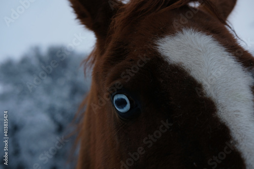 Blue eye of chestnut brown quarter horse close up with winter snow blurred background.