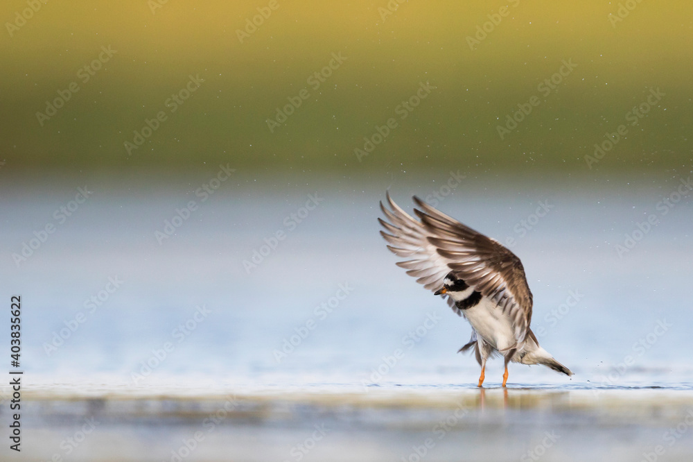 Bontbekplevier, Common Ringed Plover, Charadrius hiaticula Bontbekplevier, Common Ringed Plover, Charadrius hiaticula