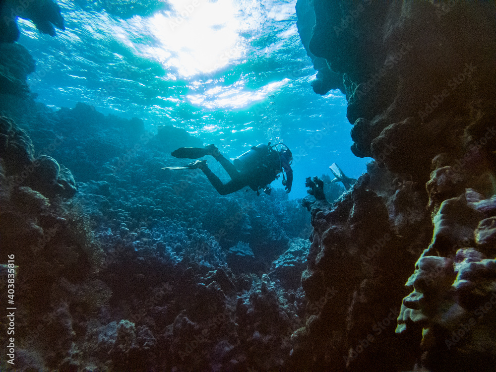 diver takes pictures of fish on a coral reef in the Red Sea diver takes pictures of fish on a coral reef in the Red Sea