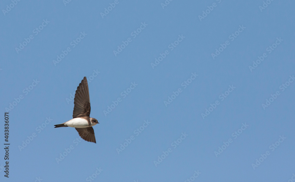 Obraz premium Oeverzwaluw, Sand Martin, Riparia riparia riparia