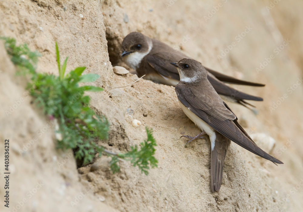 Oeverzwaluw, Sand Martin, Riparia riparia riparia