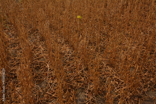 Soy field and close up of ripe soy plants. Soy agriculture photo