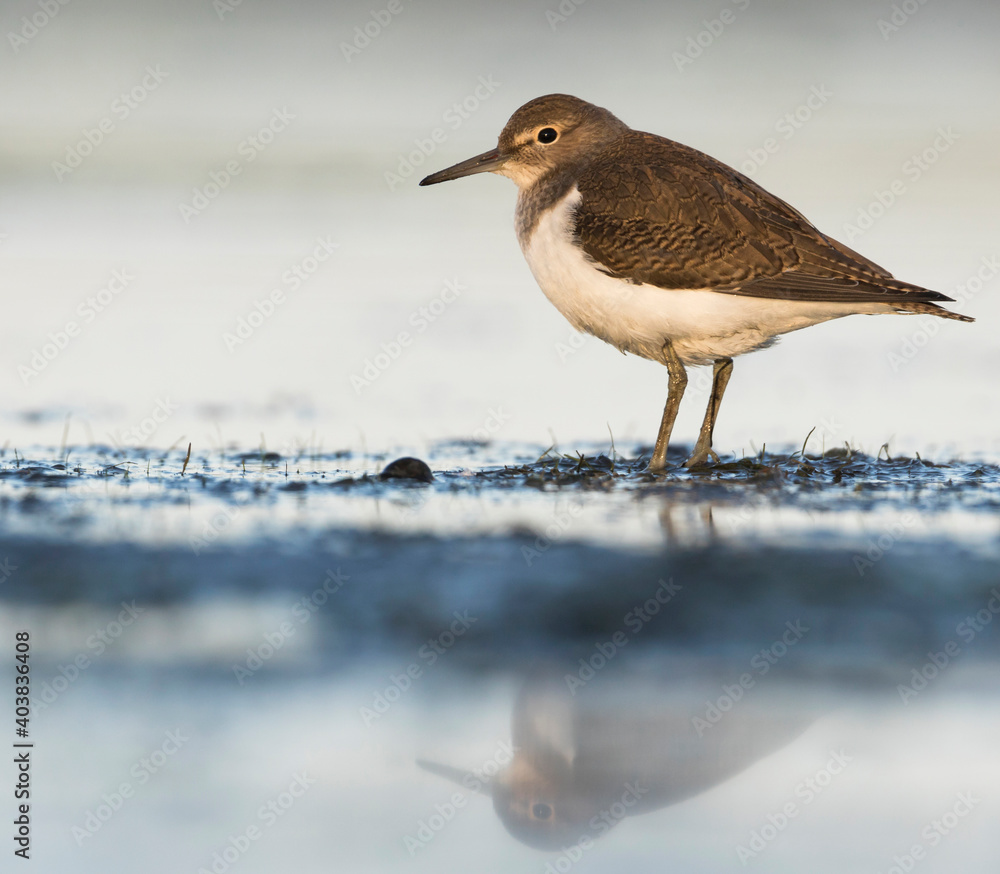 Oeverloper, Common Sandpiper, Actitis hypoleucos Oeverloper, Common Sandpiper, Actitis hypoleucos