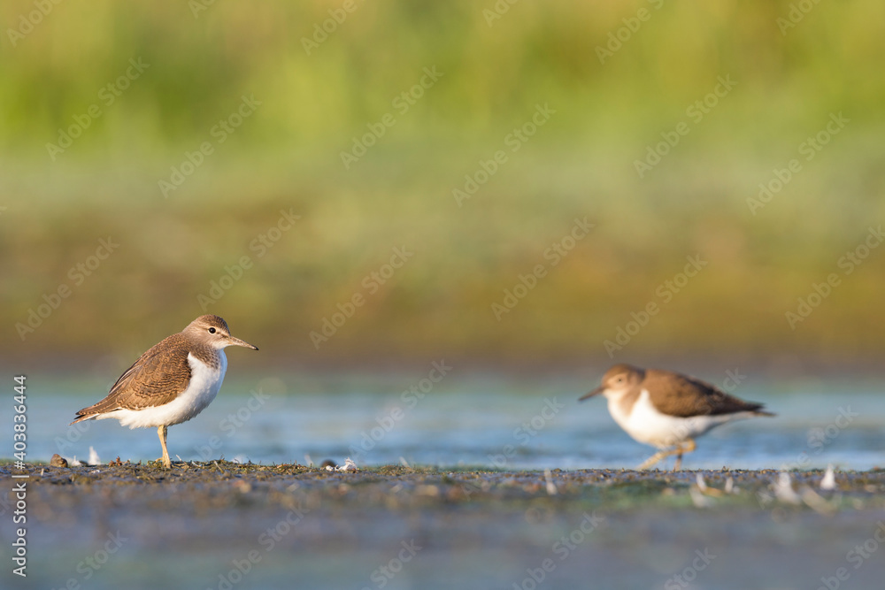 Oeverloper, Common Sandpiper, Actitis hypoleucos Oeverloper, Common Sandpiper, Actitis hypoleucos