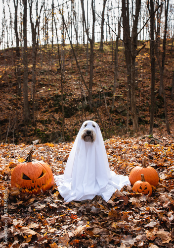 Dog wearing a ghost costume sitting between pumpkins for Halloween. photo