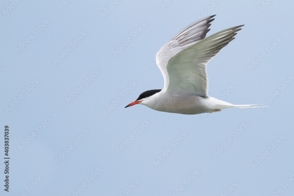 Visdief, Common Tern, Sterna hirundo minussensis Visdief, Common Tern, Sterna hirundo minussensis