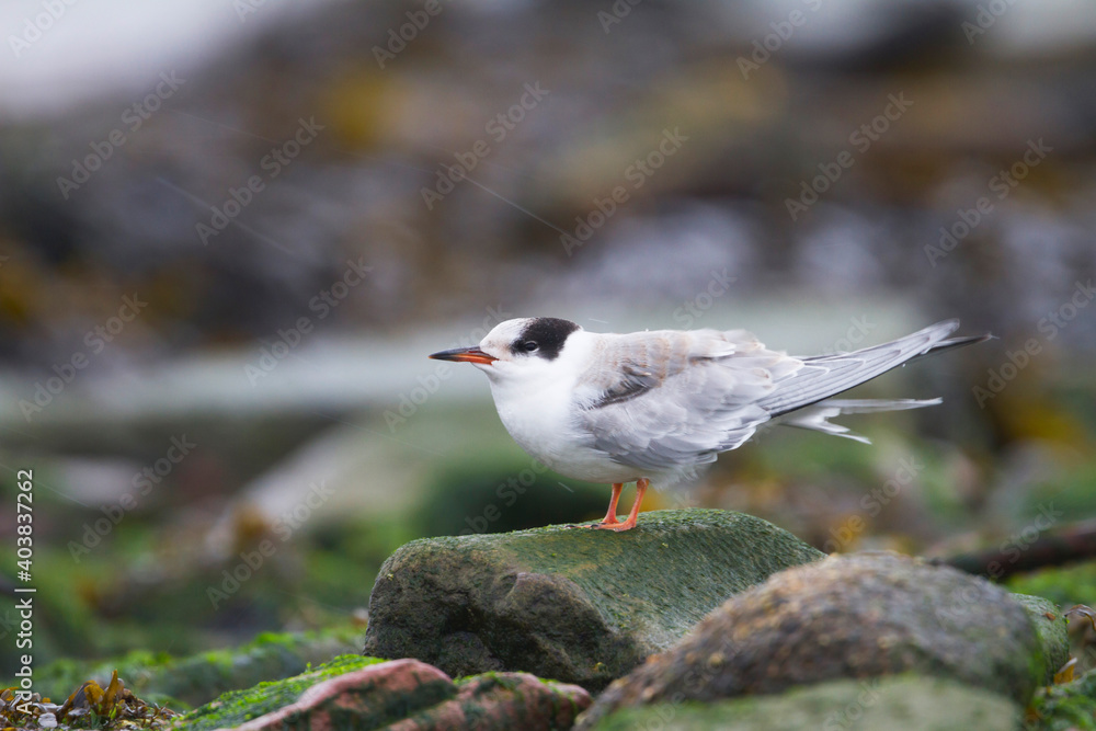 Fototapeta premium Visdief, Common Tern, Sterna hirundo hirundo