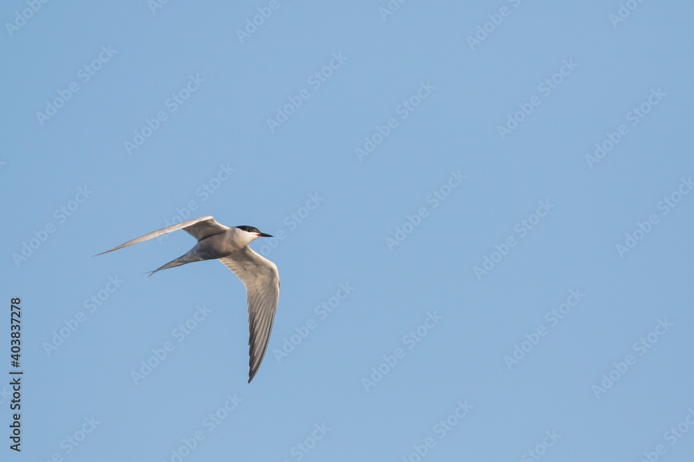 Visdief, Common Tern Sterna hirundo ssp. minussensis Visdief, Common Tern Sterna hirundo ssp. minussensis