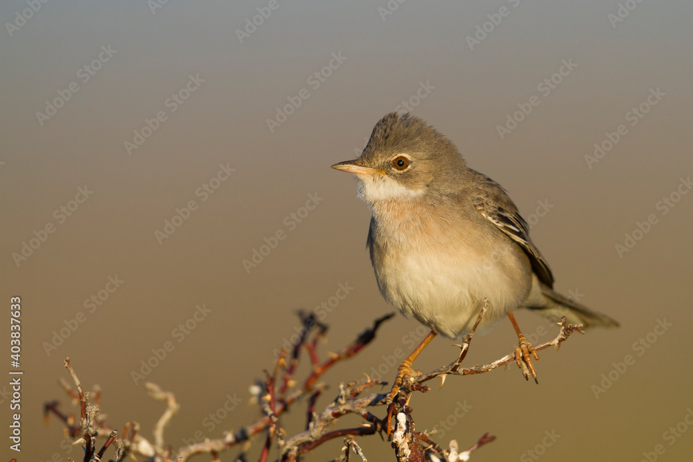 Grasmus, Common Whitethroat, Sylvia communis rubicola Grasmus, Common Whitethroat, Sylvia communis rubicola