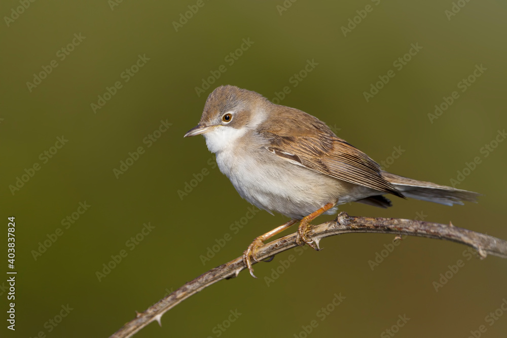 Grasmus, Common Whitethroat, Sylvia communis Grasmus, Common Whitethroat, Sylvia communis