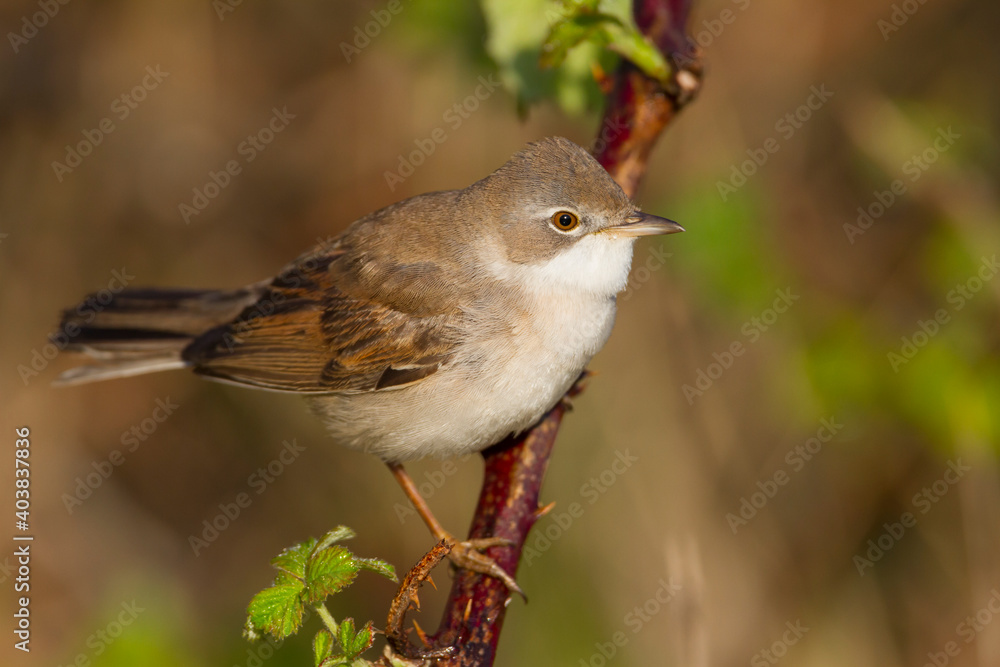 Grasmus, Common Whitethroat, Sylvia communis Grasmus, Common Whitethroat, Sylvia communis
