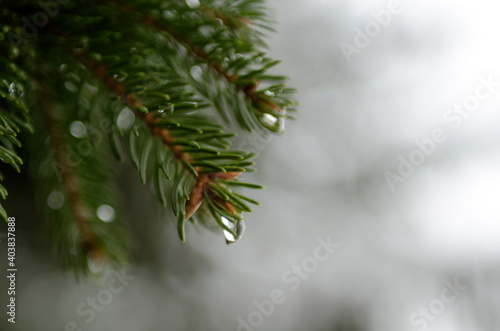 melting snow on a twig