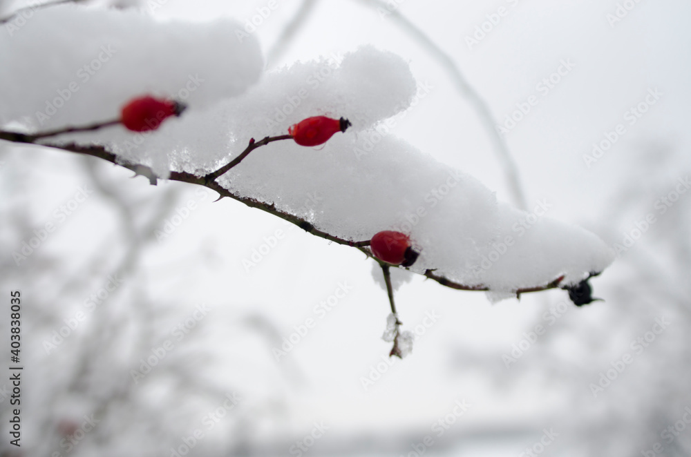 snowy rose hips in the winter