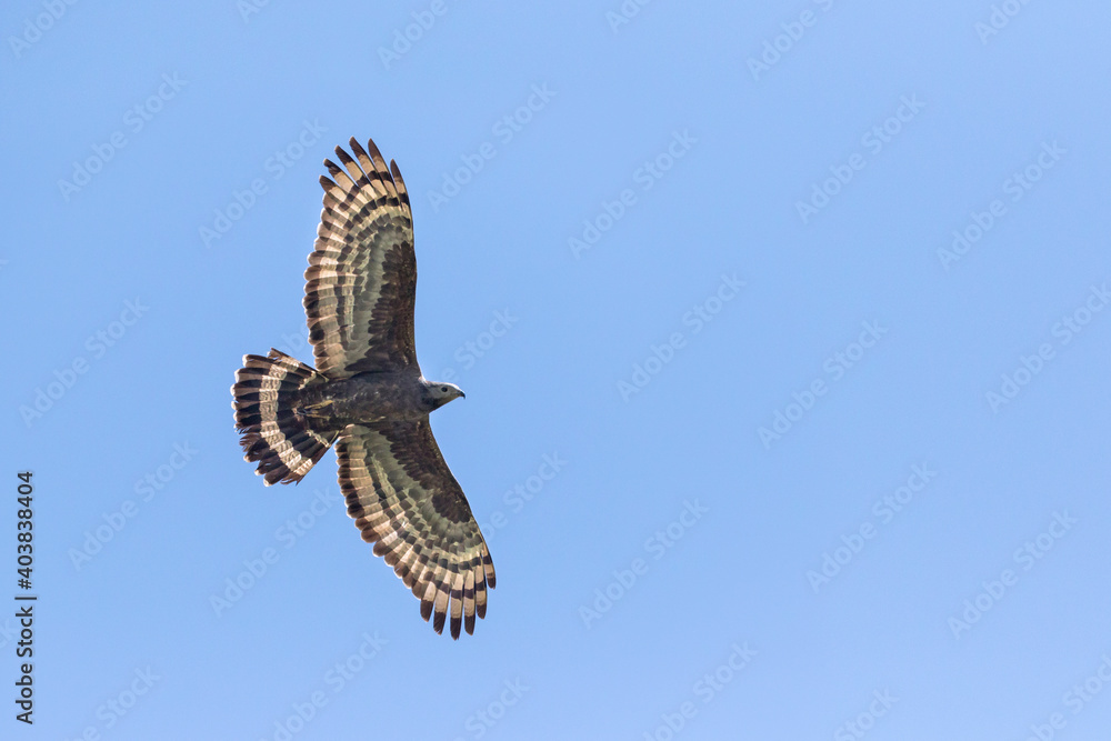 Fototapeta premium Aziatische Wespendief, Oriental Honey-buzzard, Pernis ptilorhyncus