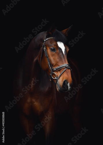 closeup portrait of kwpn dressage gelding horse with white spot on forehead in bridle isolated on black background