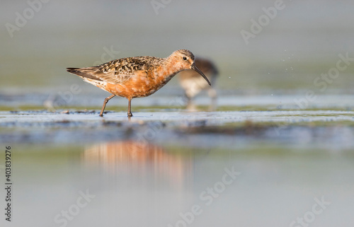 Krombekstrandloper, Curlew Sandpiper, Calidris ferruginea