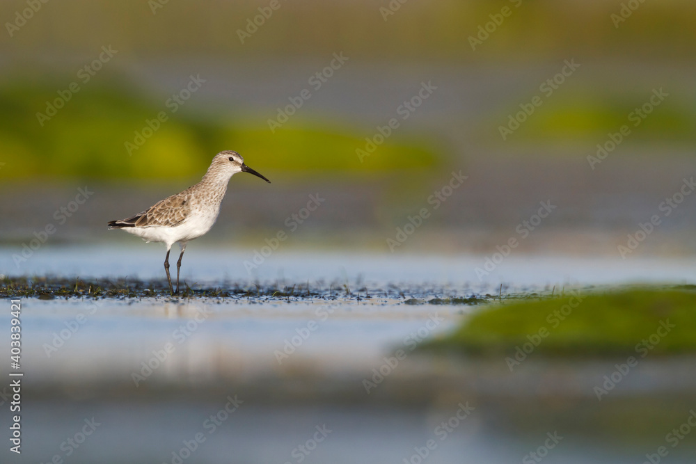 Fototapeta premium Krombekstrandloper, Curlew Sandpiper, Calidris ferruginea