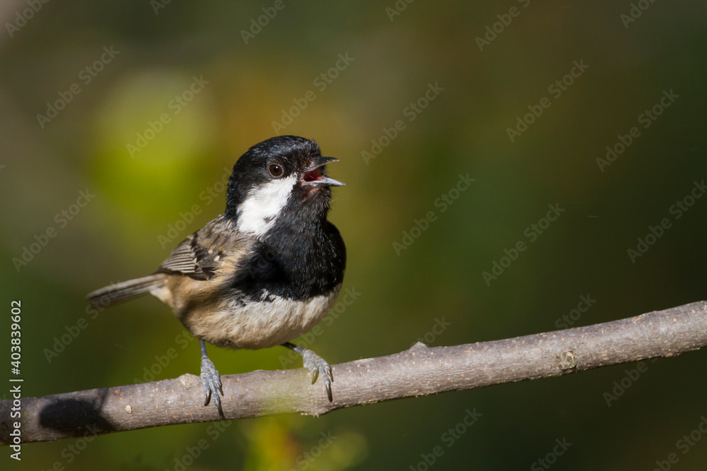 Obraz premium Cyprus Zwarte Mees, Cyprus Coal Tit, Periparus ater cypriotes